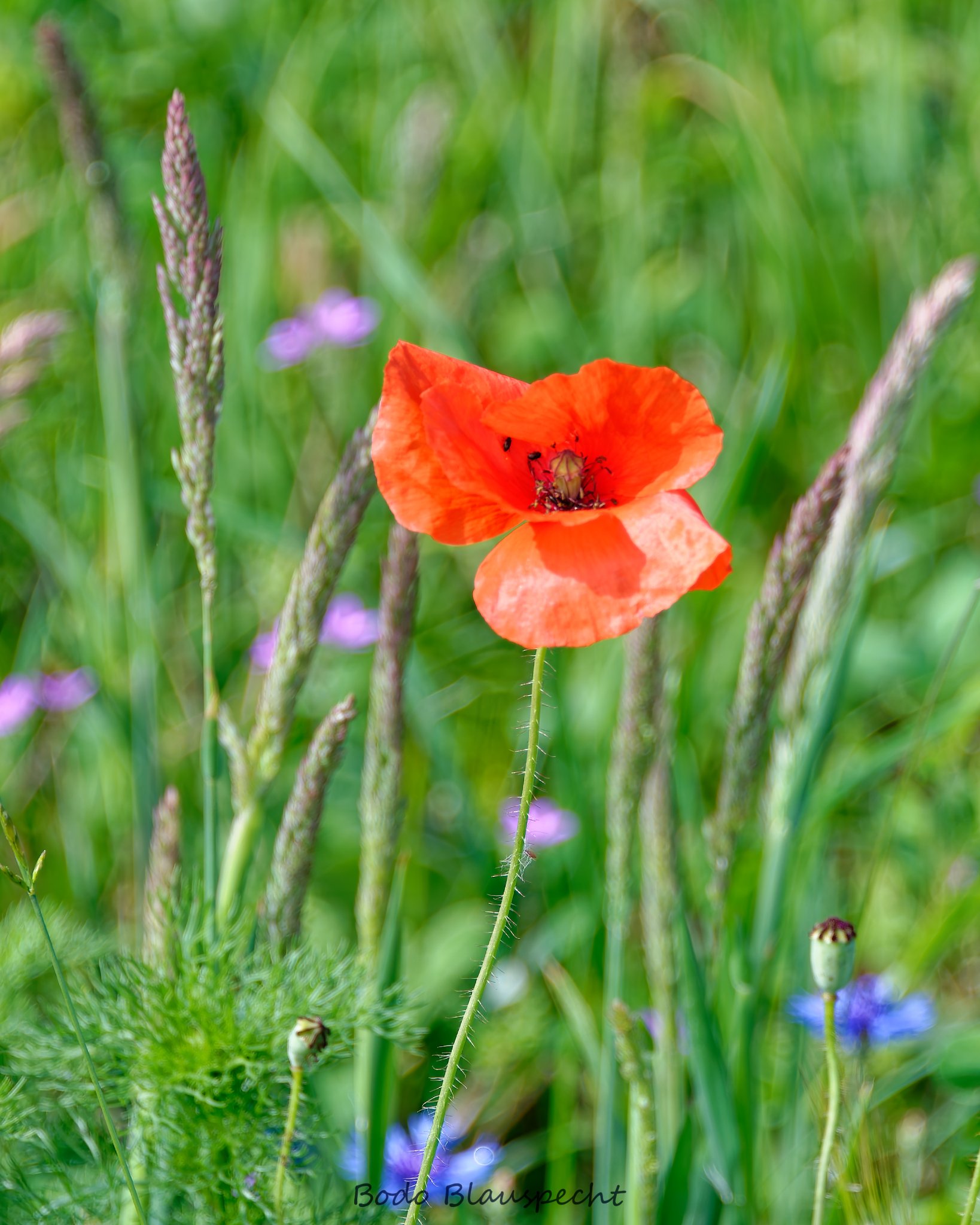 Pflanzen   Steveraue   2015.06.28 09.43 02 HQ